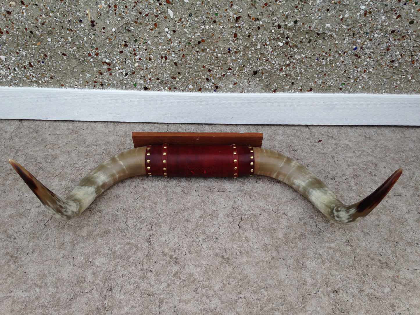 5-6 Ft Prize Bull Horns Polished Taxidermy Mounted Leather Mint Condition Largest To Go Through Alberta Beef Plant Outstanding