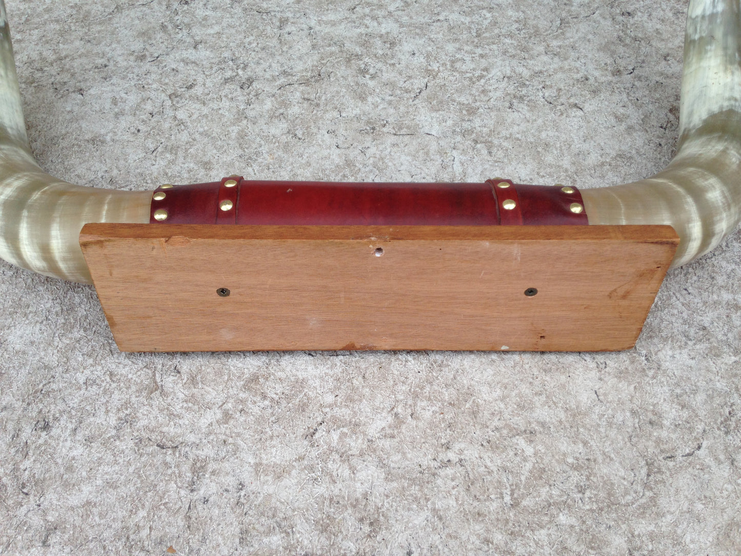 5-6 Ft Prize Bull Horns Polished Taxidermy Mounted Leather Mint Condition Largest To Go Through Alberta Beef Plant Outstanding