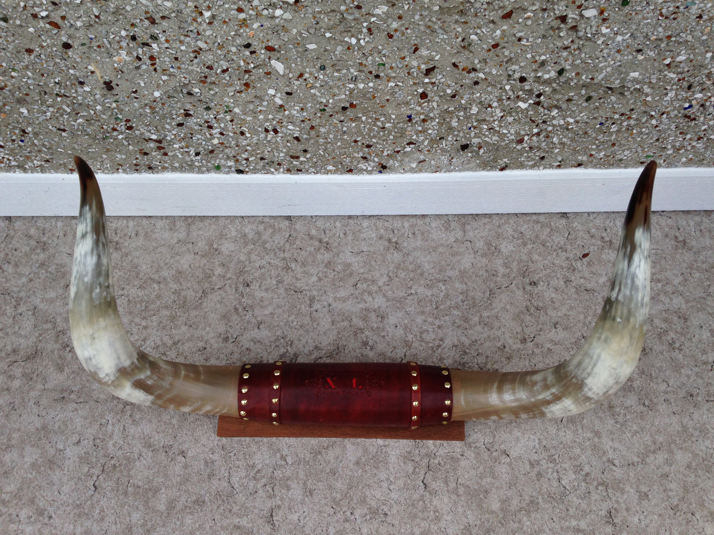 5-6 Ft Prize Bull Horns Polished Taxidermy Mounted Leather Mint Condition Largest To Go Through Alberta Beef Plant Outstanding