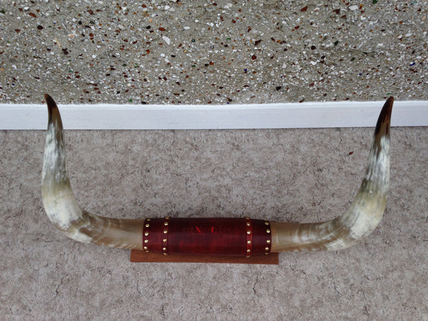 5-6 Ft Prize Bull Horns Polished Taxidermy Mounted Leather Mint Condition Largest To Go Through Alberta Beef Plant Outstanding