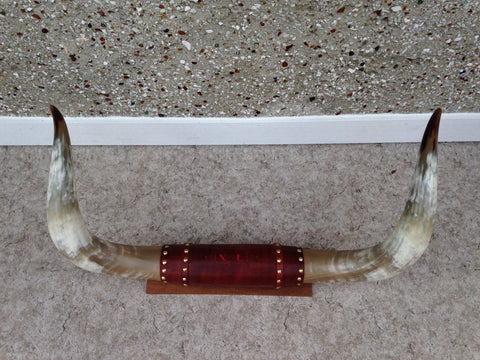 5-6 Ft Prize Bull Horns Polished Taxidermy Mounted Leather Mint Condition Largest To Go Through Alberta Beef Plant Outstanding